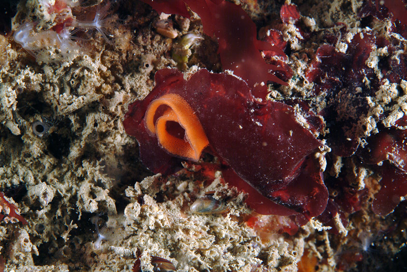 Rostanga rubra